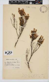 Oedera sedifolia image