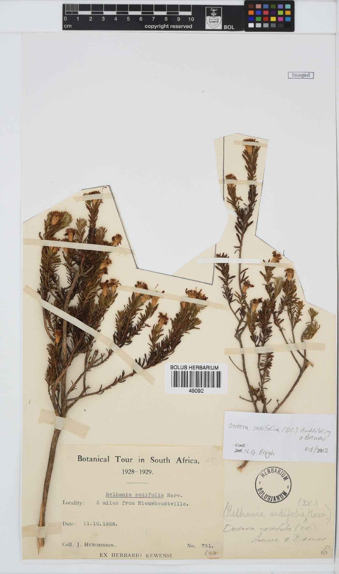 Oedera sedifolia image