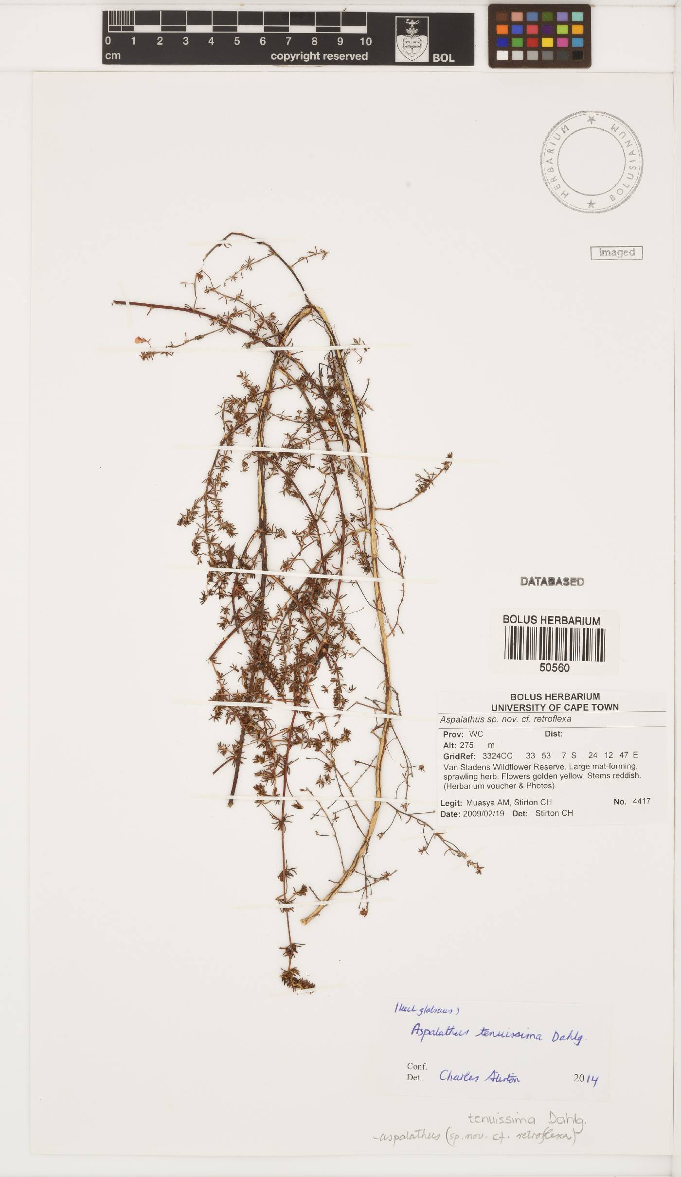 Aspalathus tenuissima image
