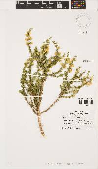 Aspalathus arida subsp. arida image