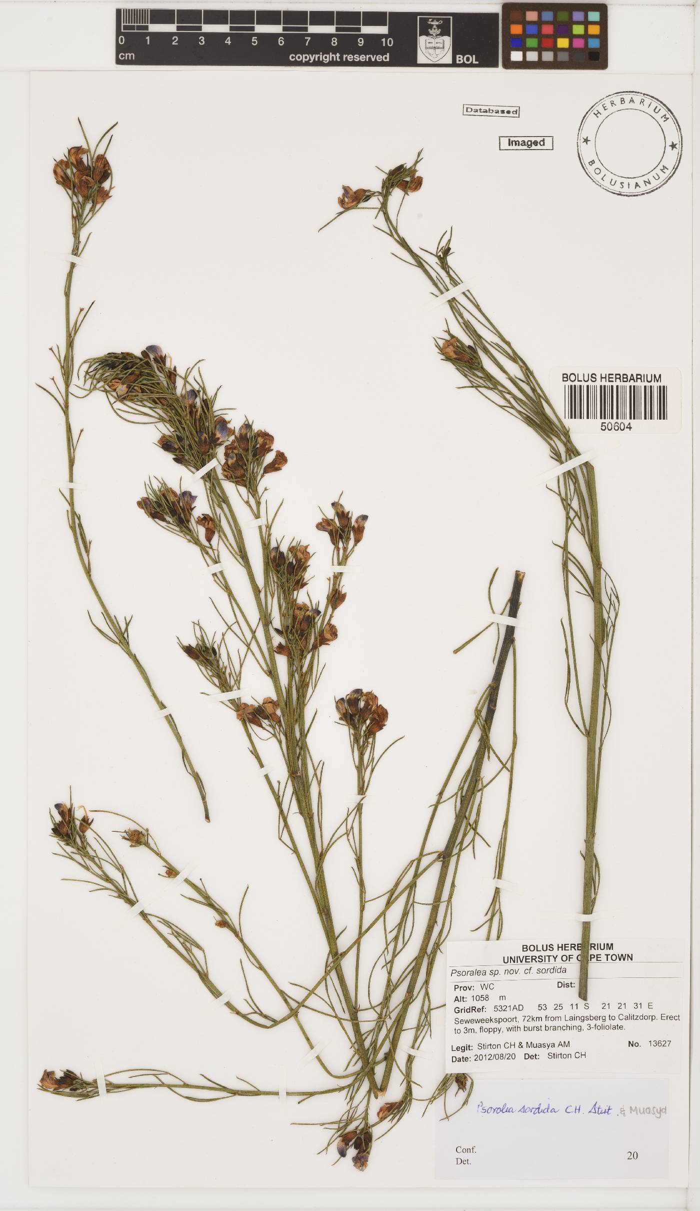 Psoralea sordida image