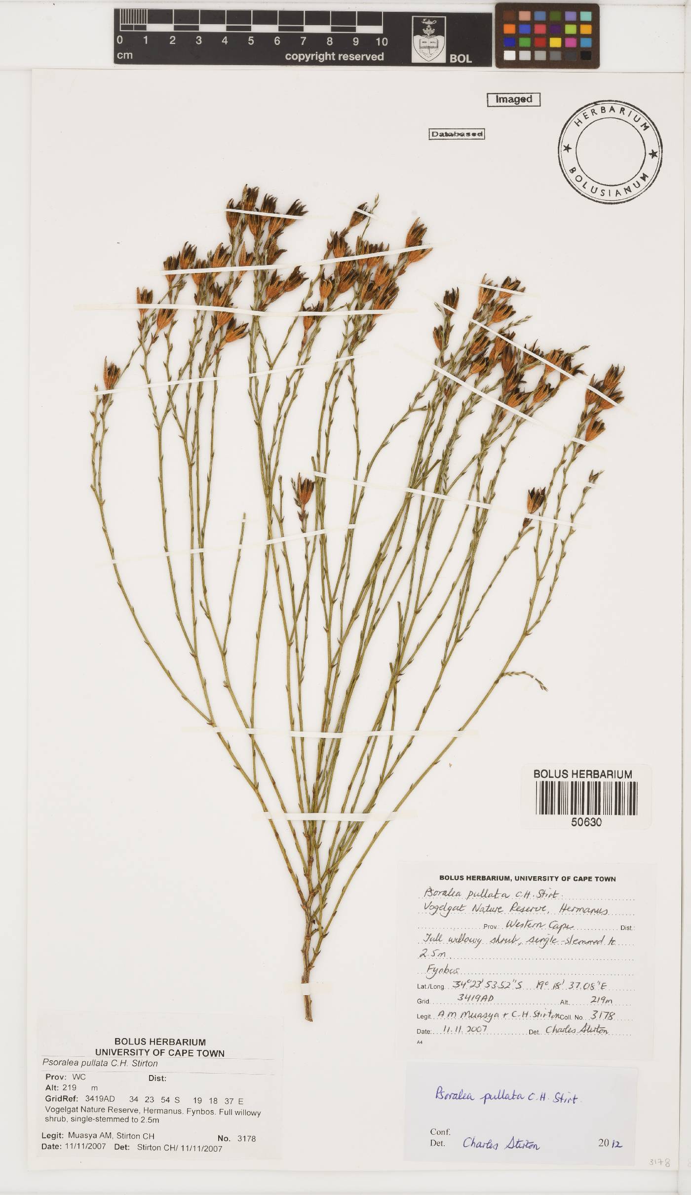Psoralea trullata image