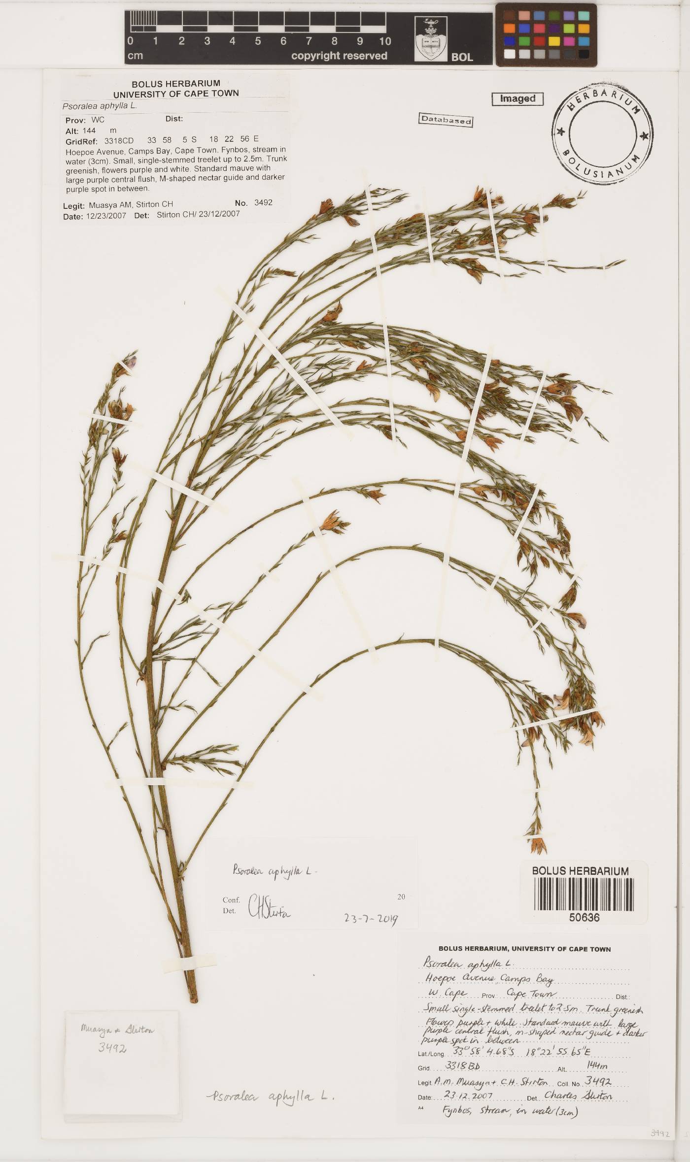 Psoralea aphylla image