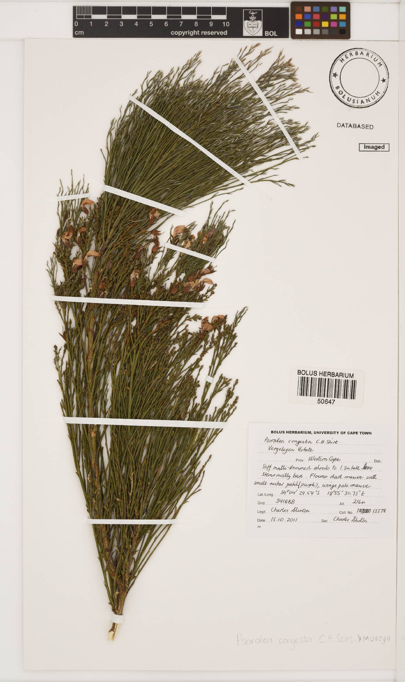 Psoralea congesta image