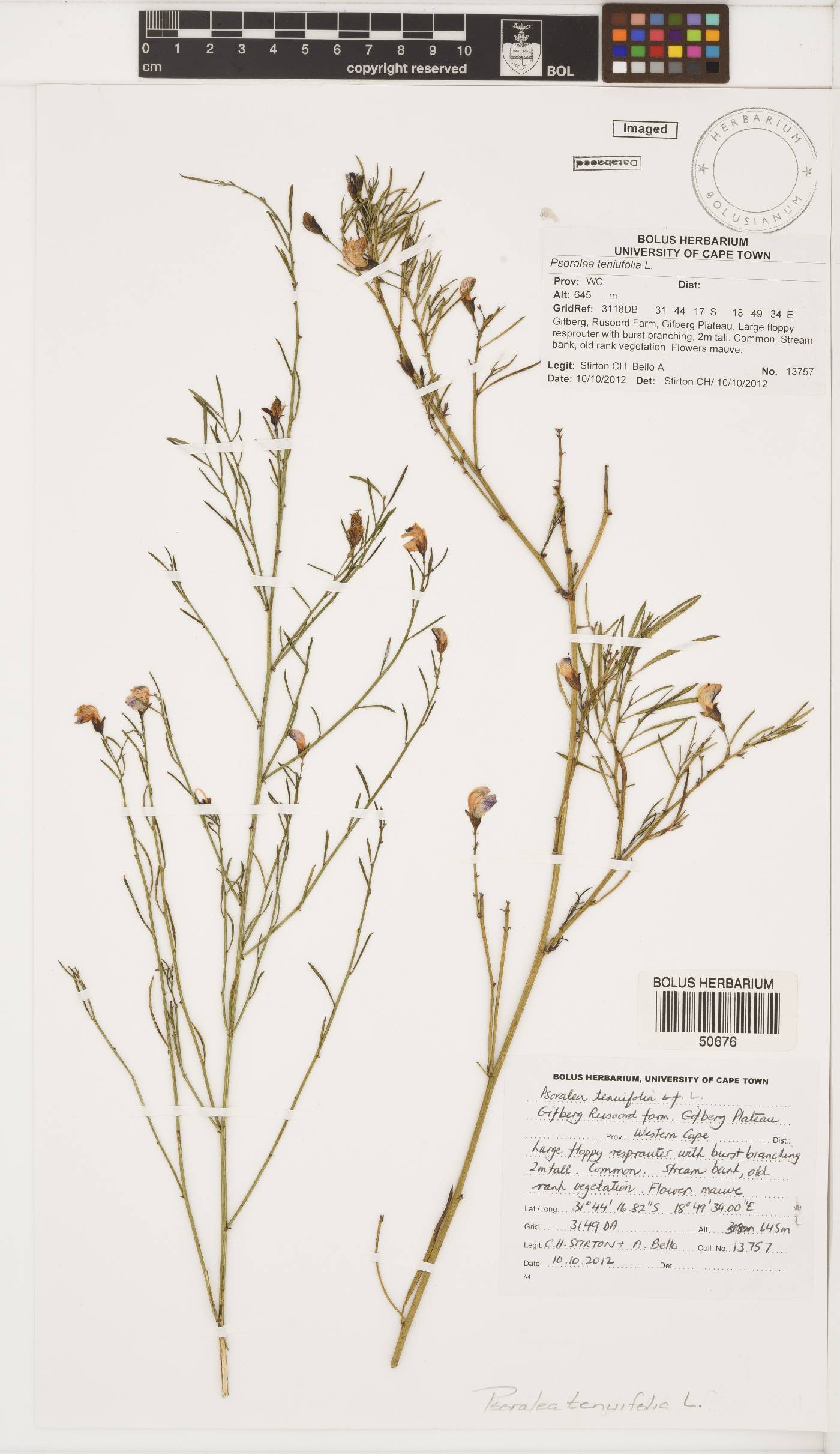 Psoralea tenuifolia image