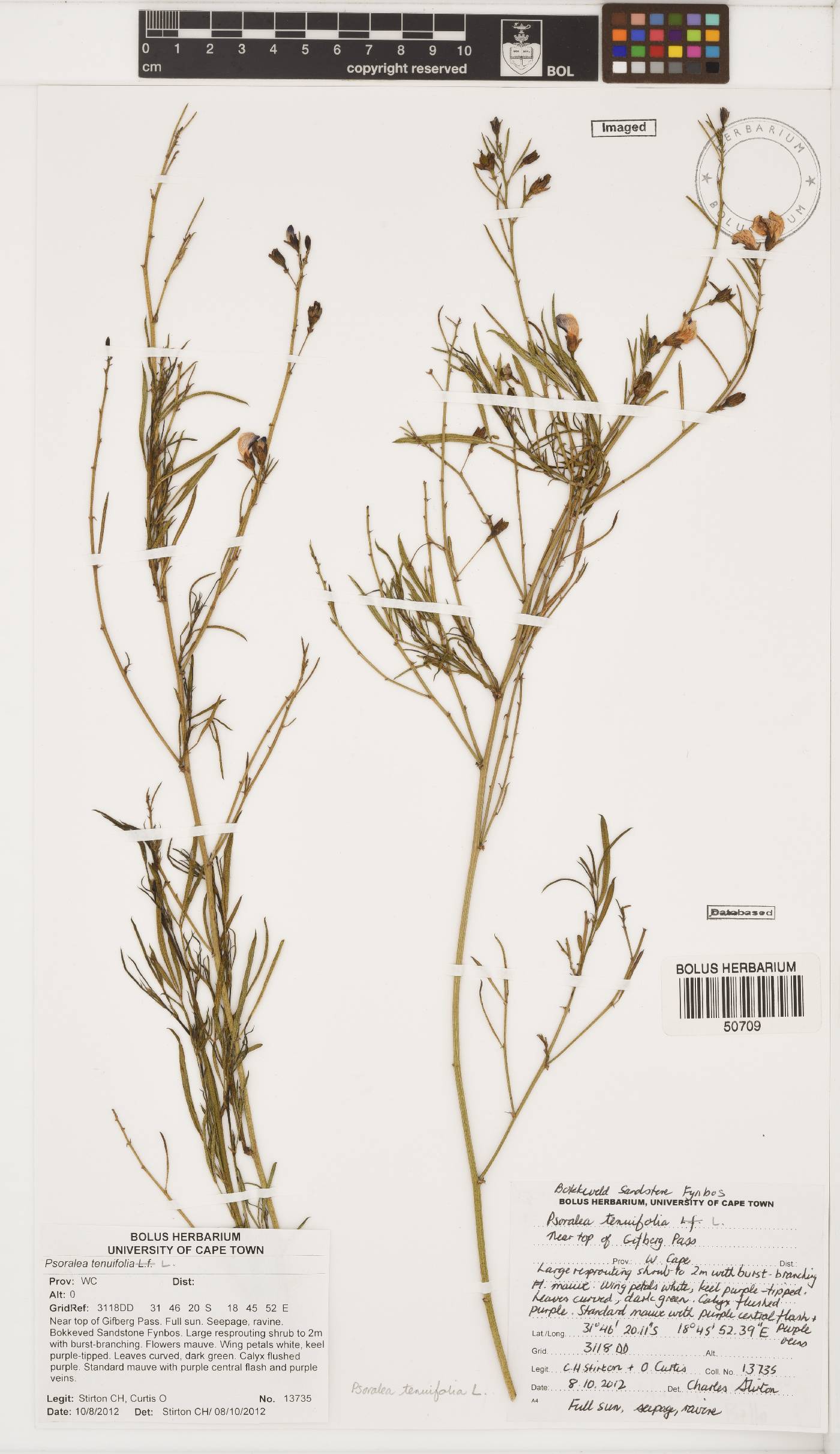 Psoralea tenuifolia image