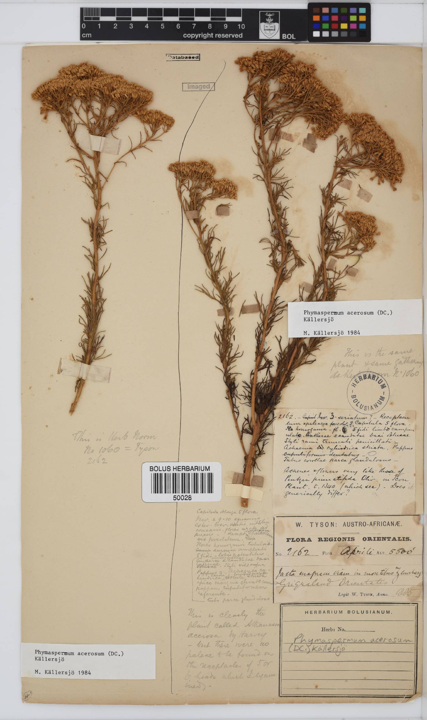 Phymaspermum acerosum image