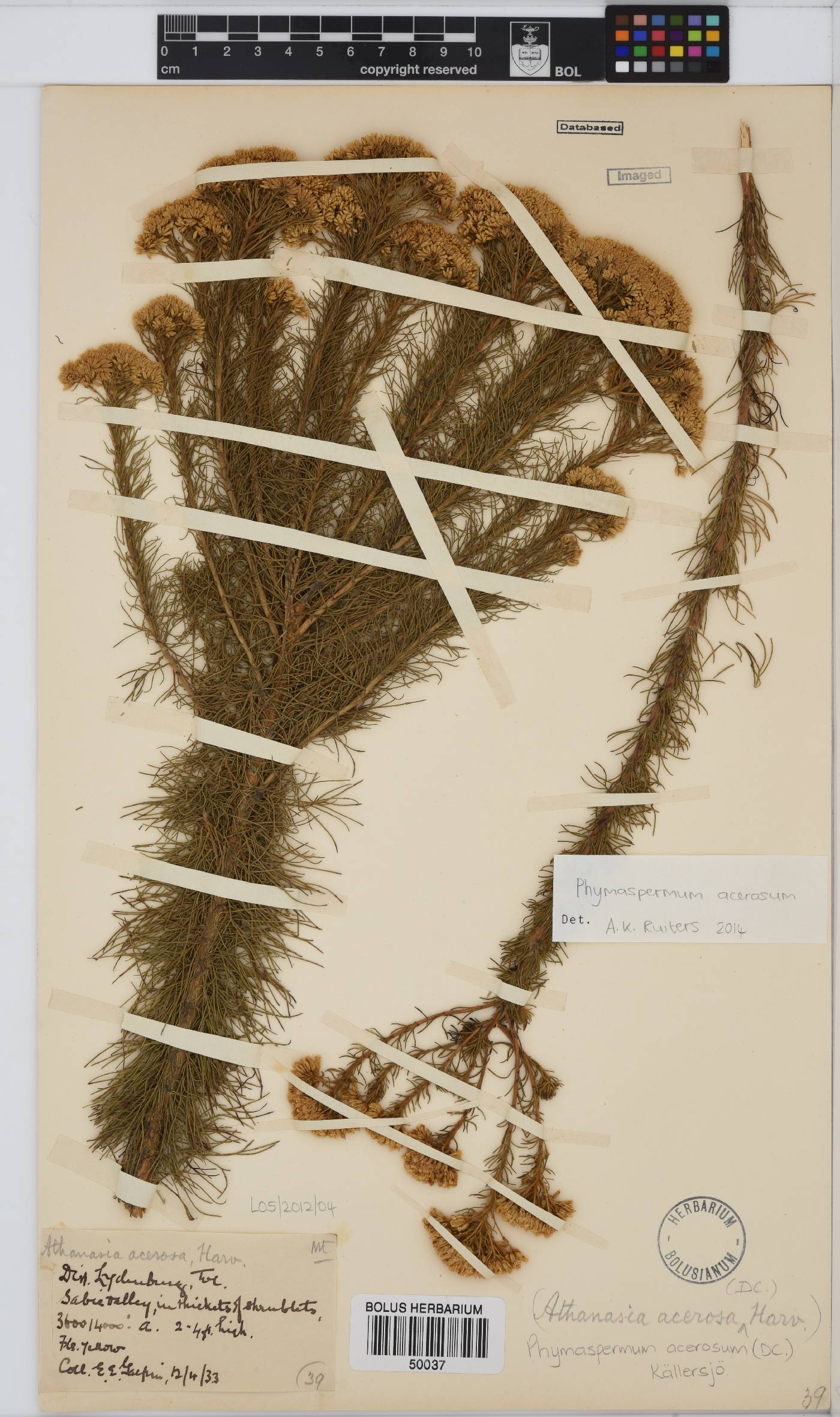 Phymaspermum acerosum image