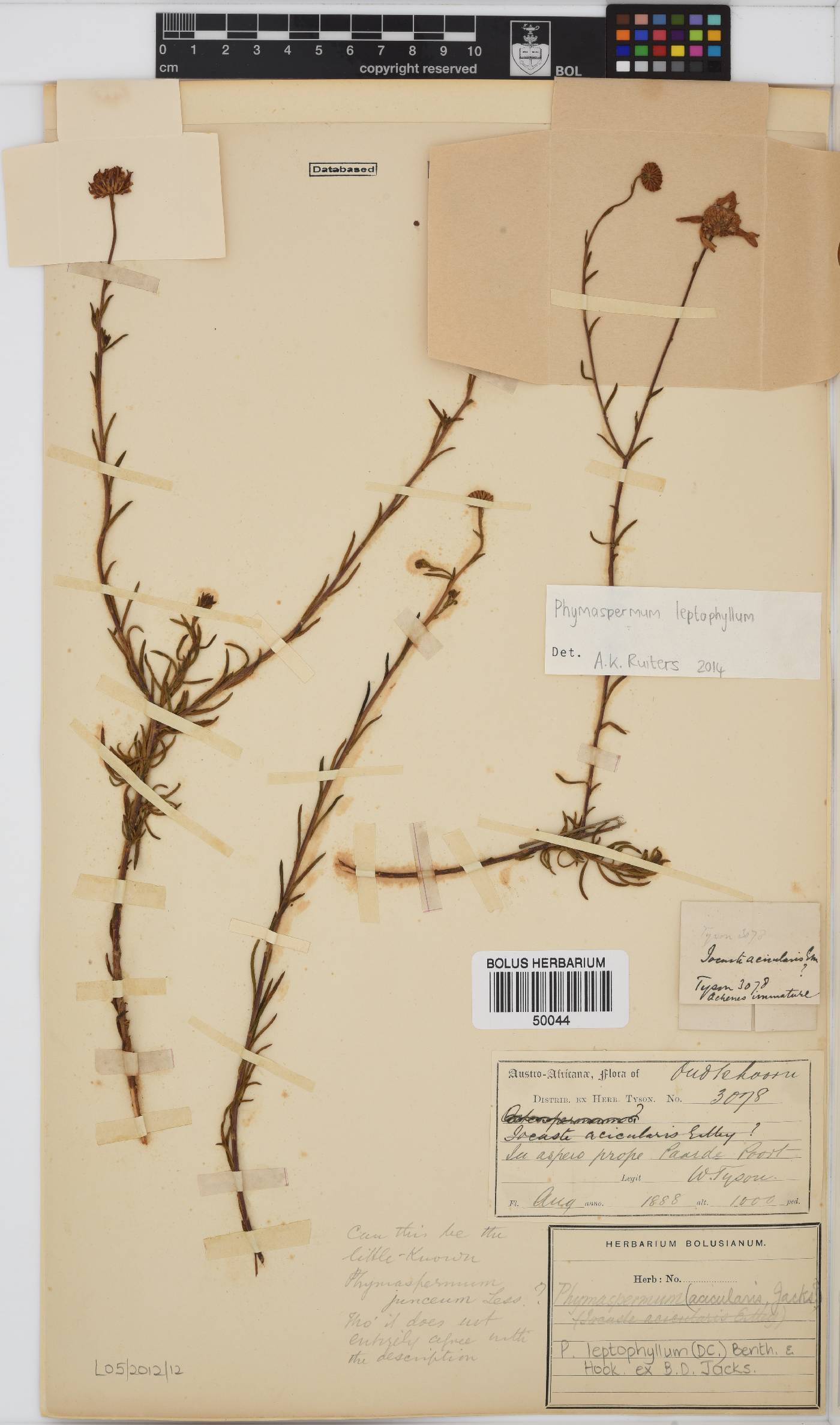Phymaspermum leptophyllum image