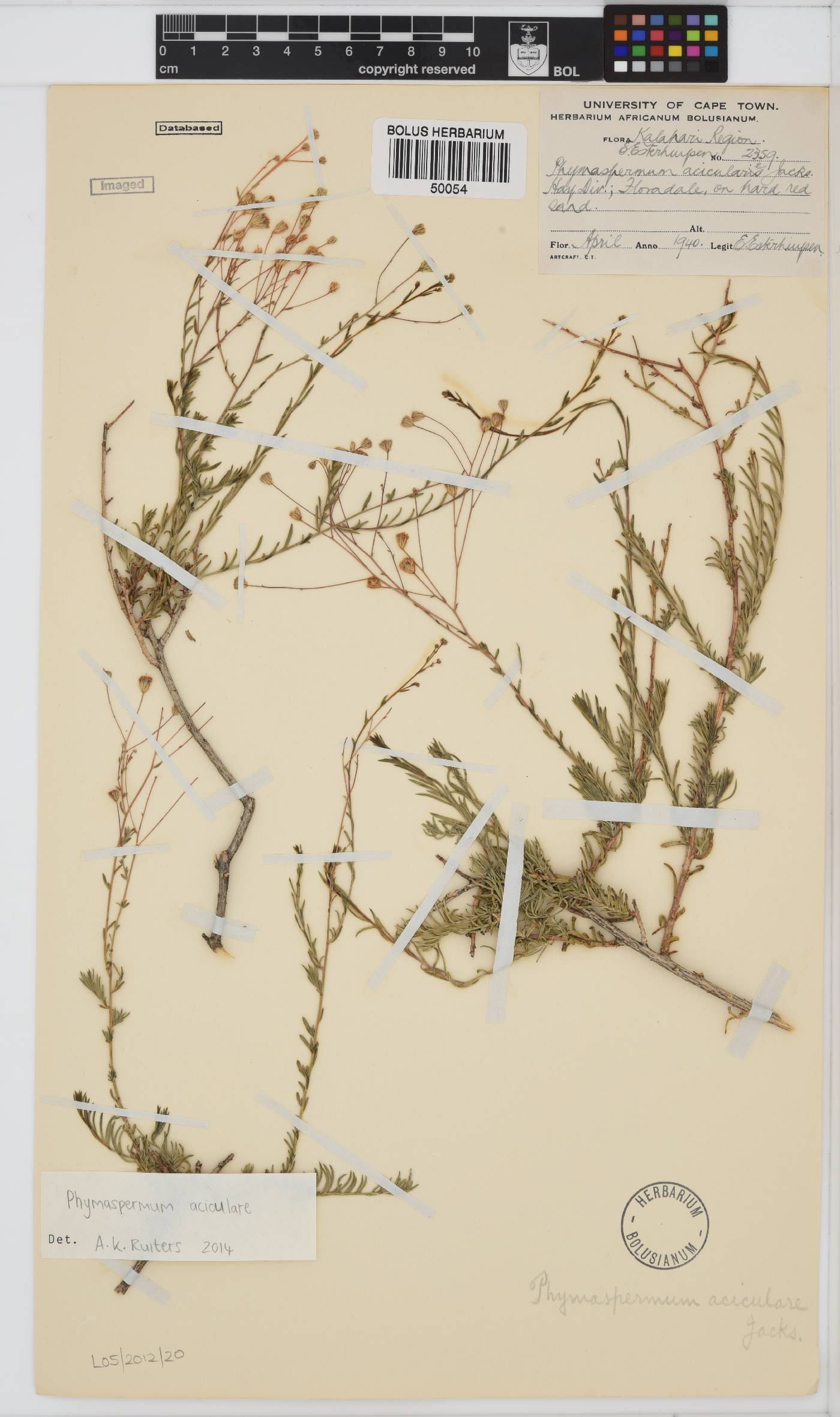 Phymaspermum aciculare image