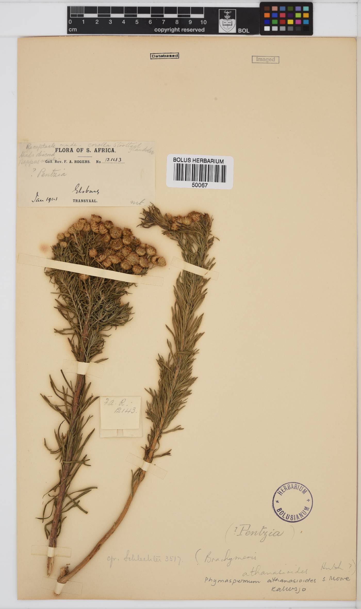 Phymaspermum athanasioides image