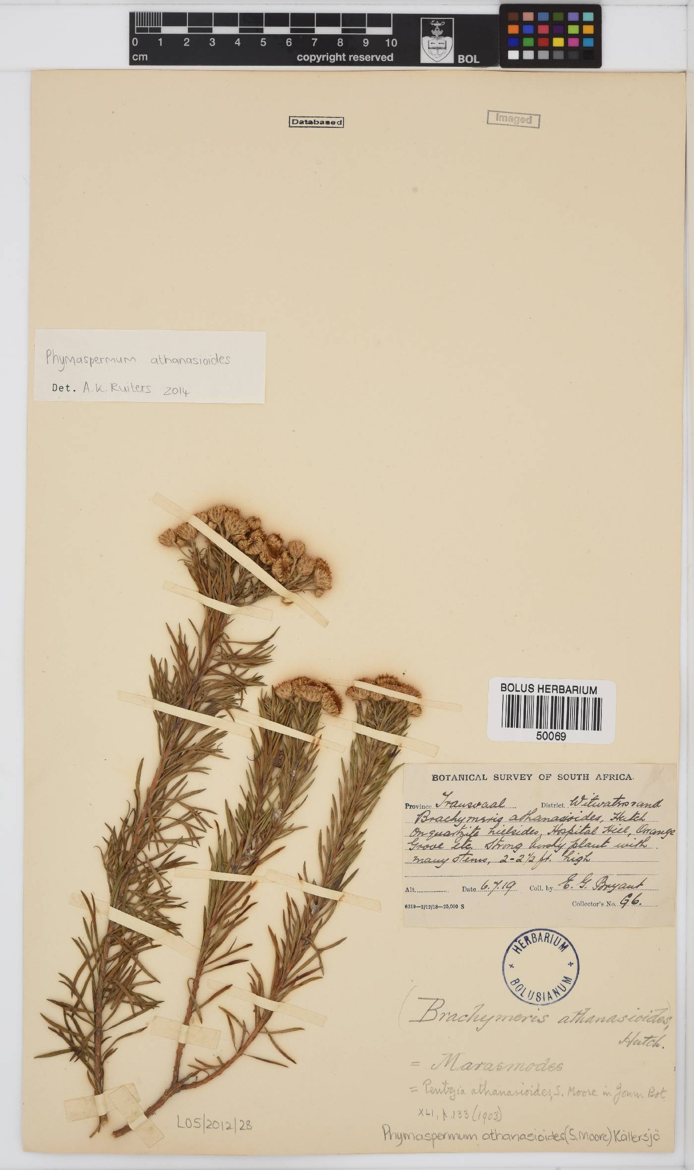 Phymaspermum athanasioides image