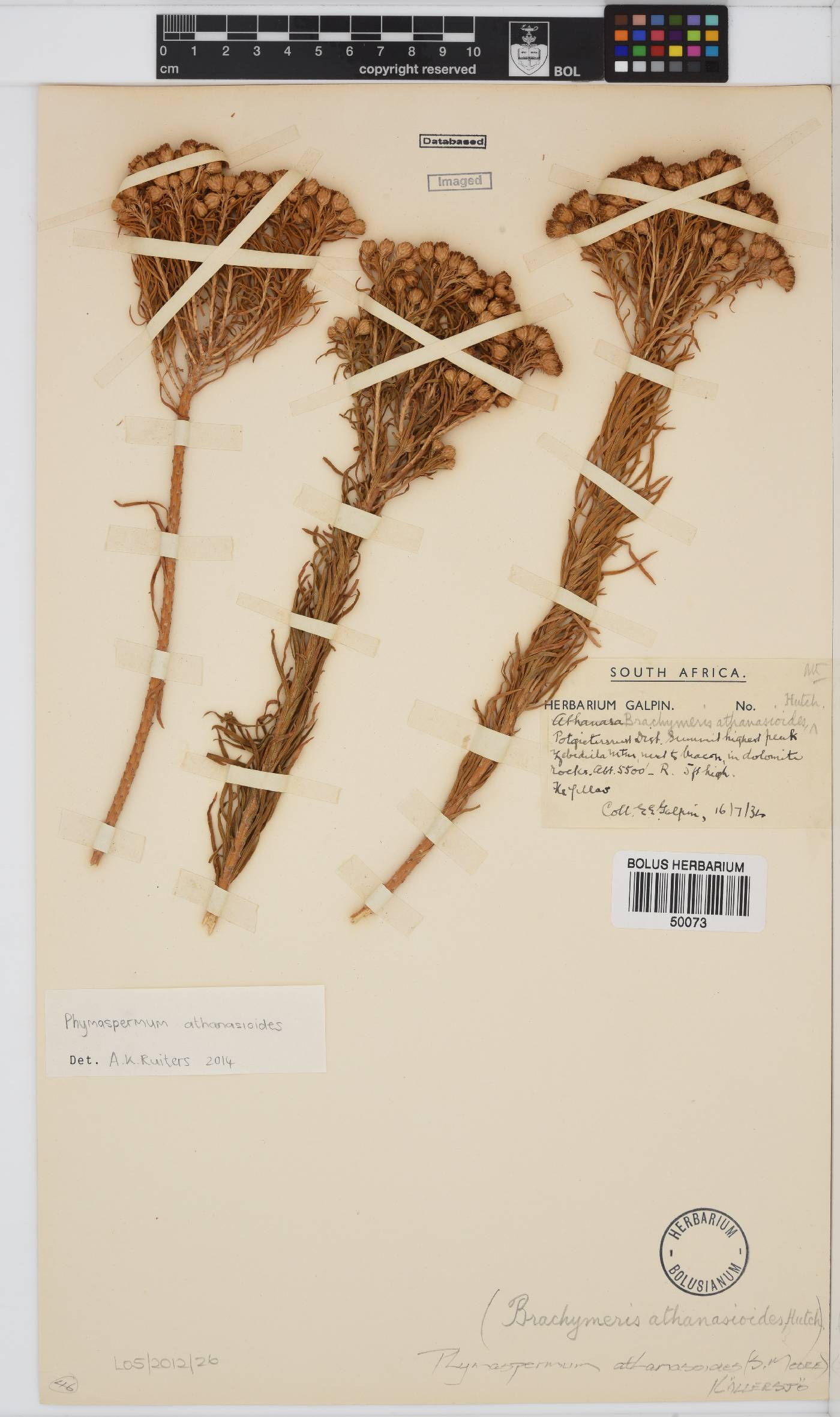 Phymaspermum athanasioides image