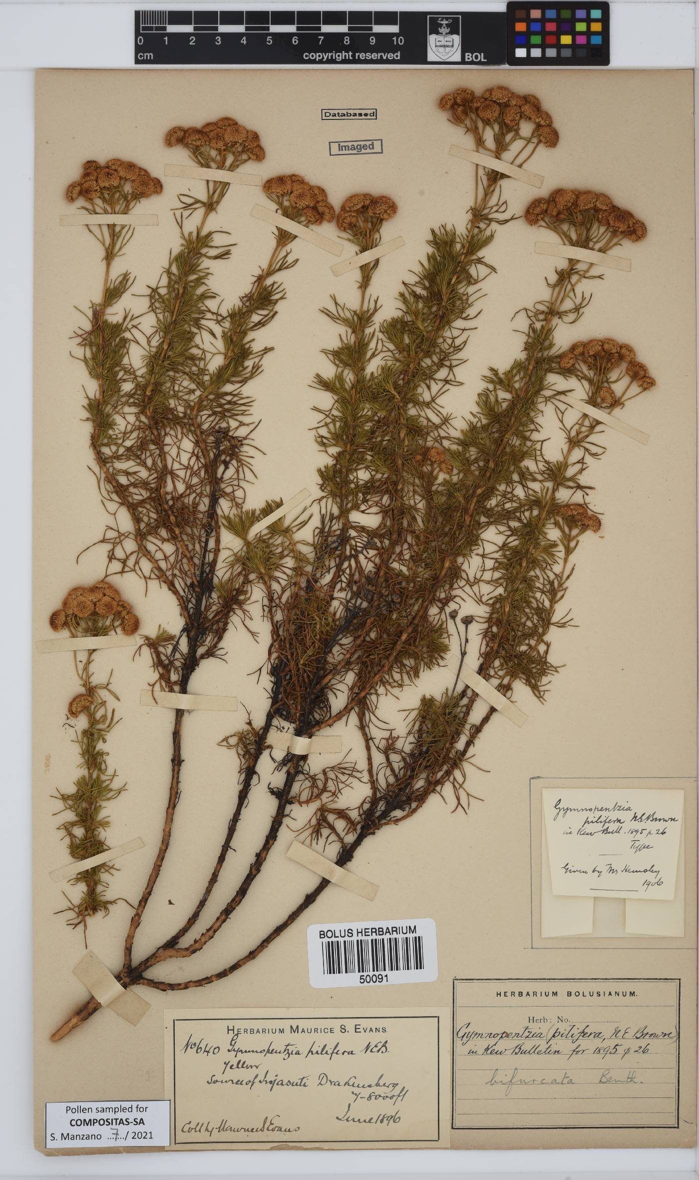 Gymnopentzia image