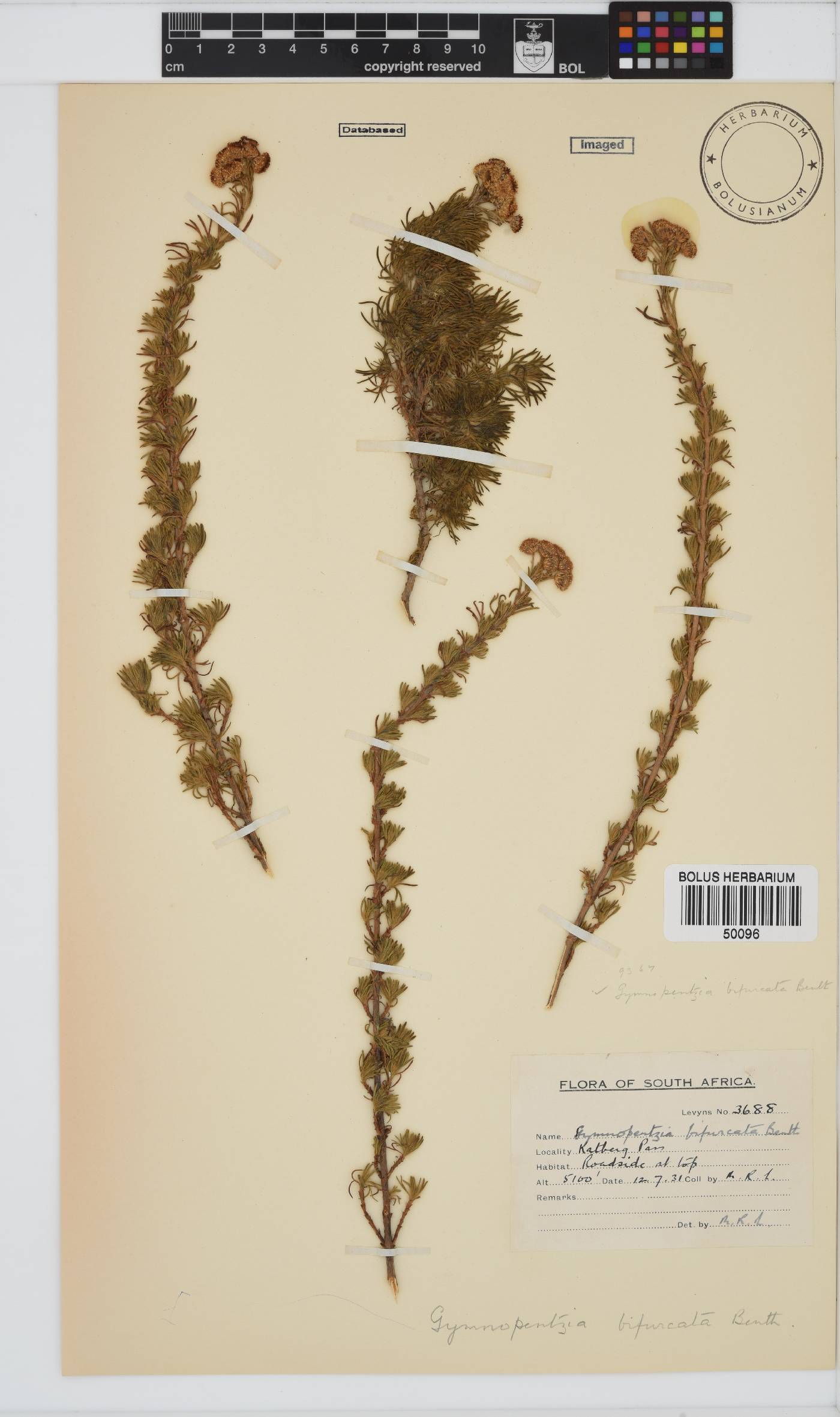 Gymnopentzia image