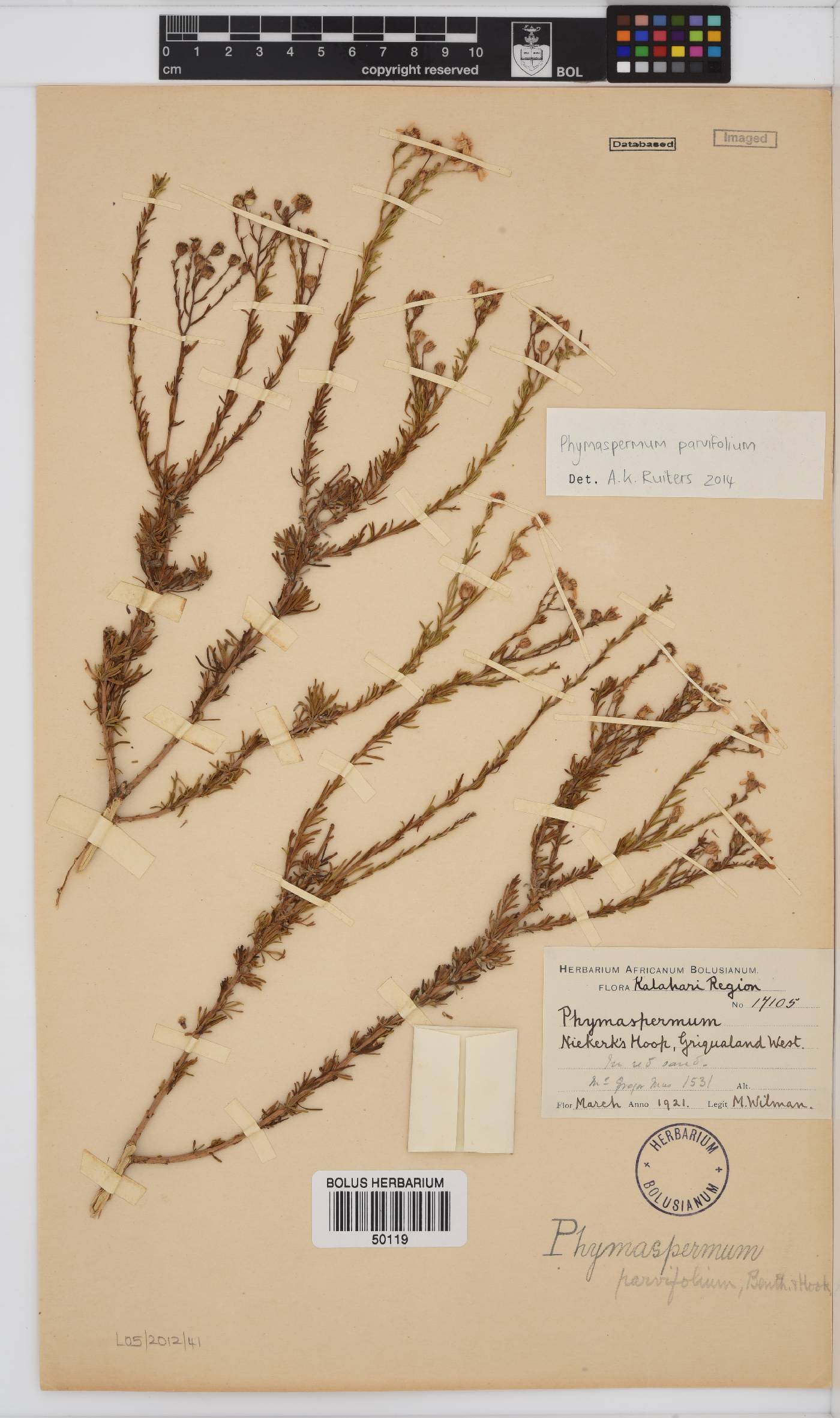 Phymaspermum parvifolium image