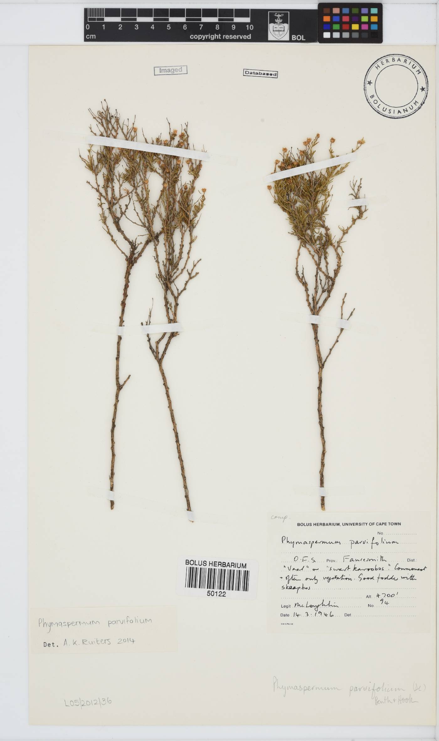 Phymaspermum parvifolium image