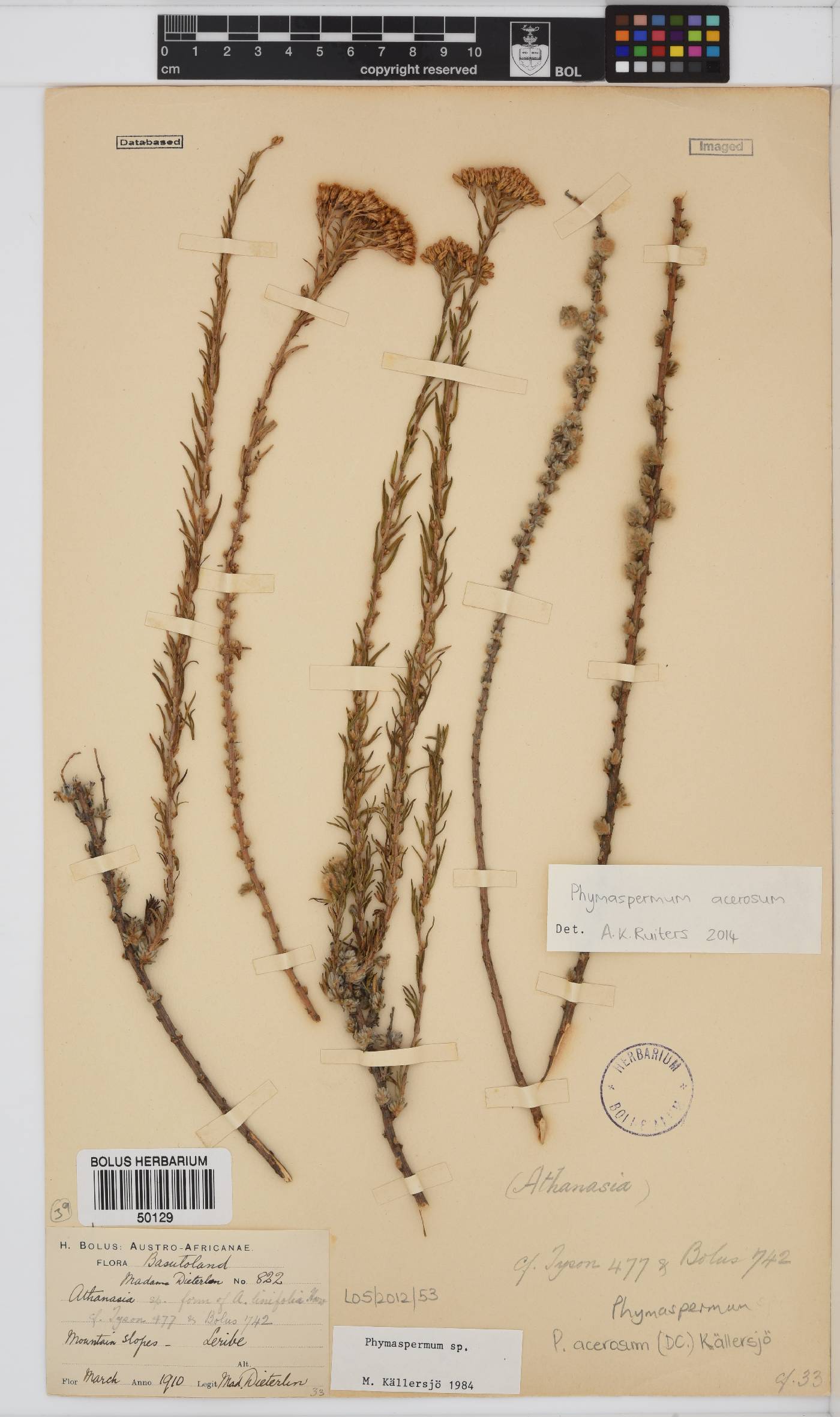 Phymaspermum acerosum image
