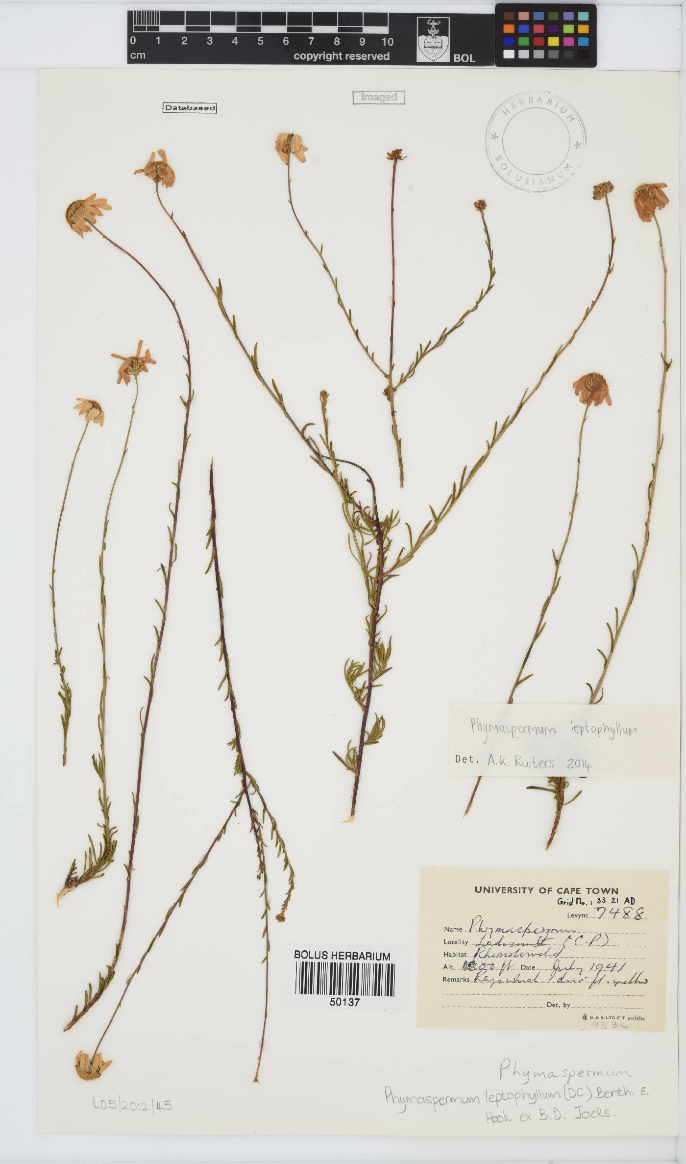 Phymaspermum leptophyllum image