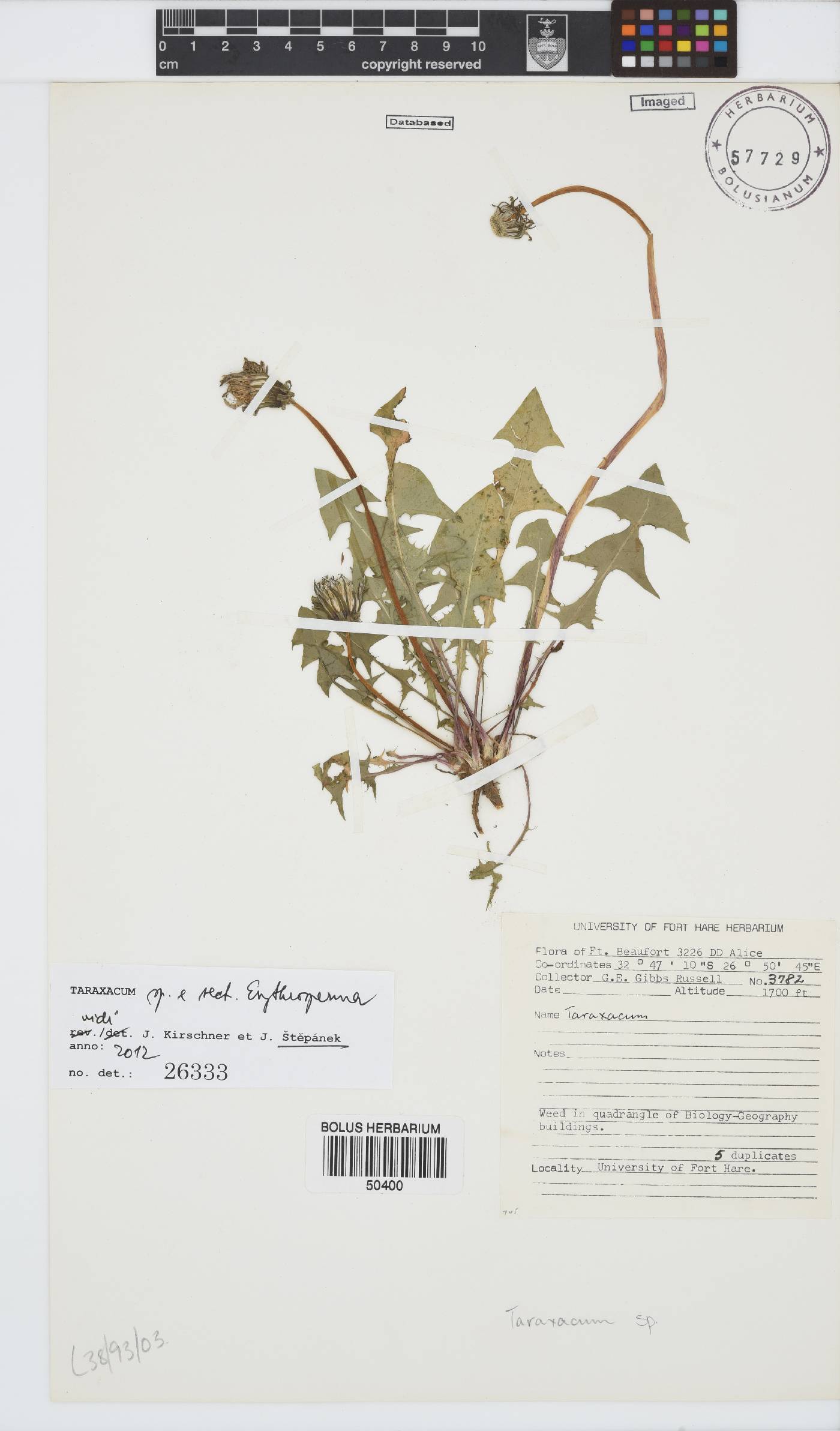 Taraxacum image