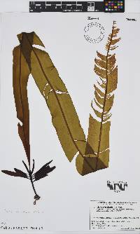 Image of Alaria crassifolia