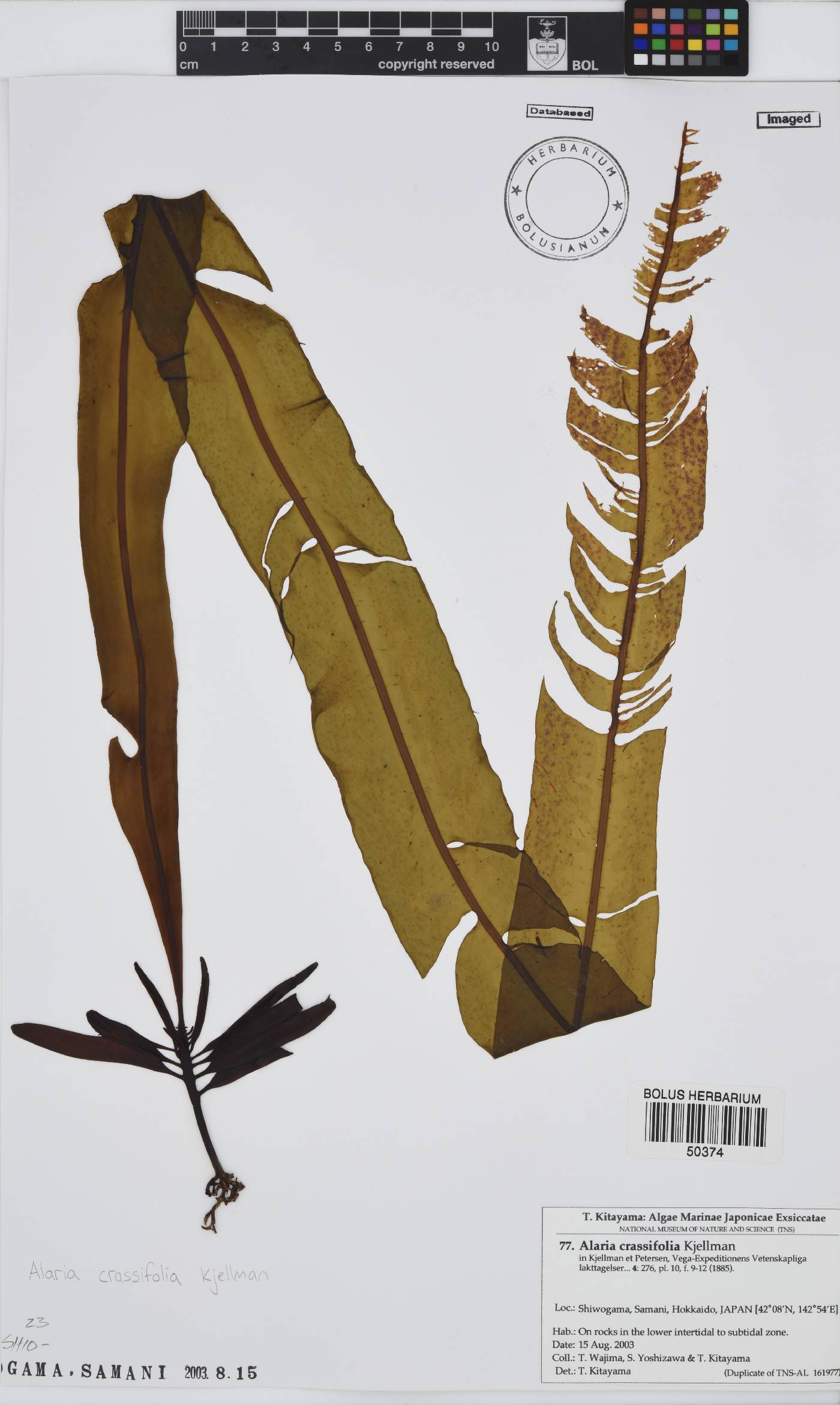 Alaria crassifolia image