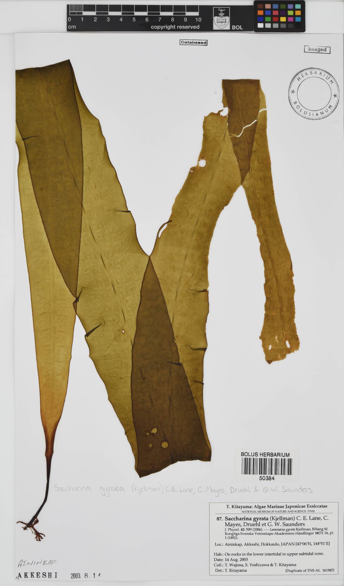 Saccharina gyrata image