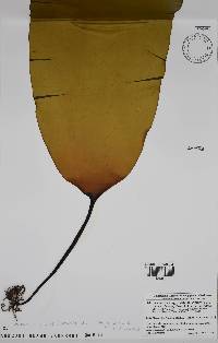 Image of Saccharina japonica