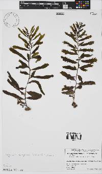 Image of Sargassum ammophilum