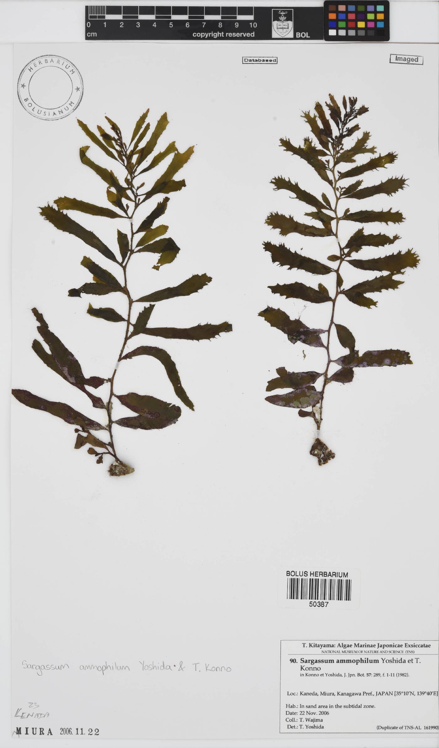 Sargassum ammophilum image