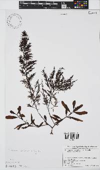 Image of Sargassum confusum
