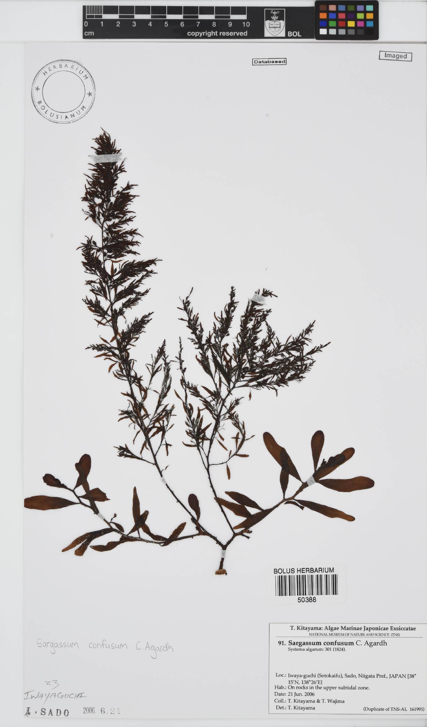 Sargassum confusum image
