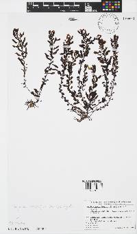 Image of Sargassum hemiphyllum