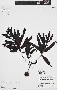 Image of Sargassum macrocarpum