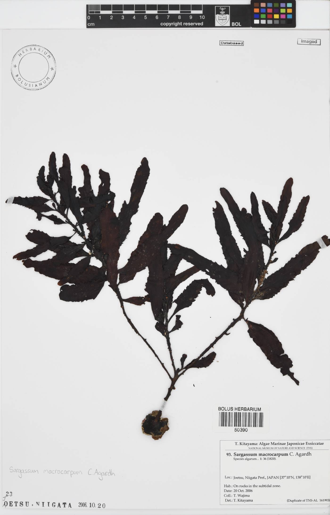 Sargassum macrocarpum image