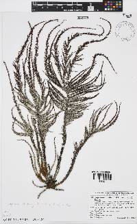 Sargassum thunbergii image