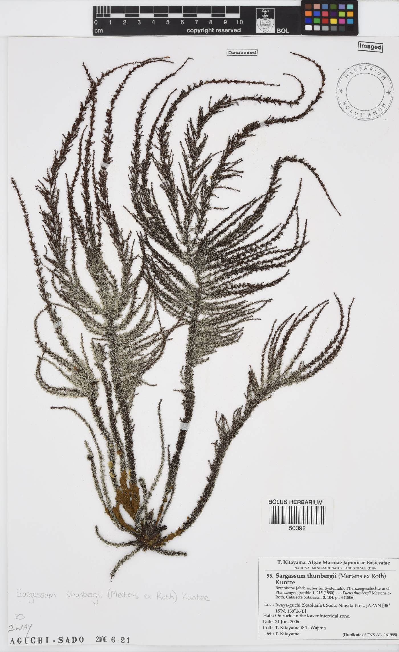 Sargassum thunbergii image