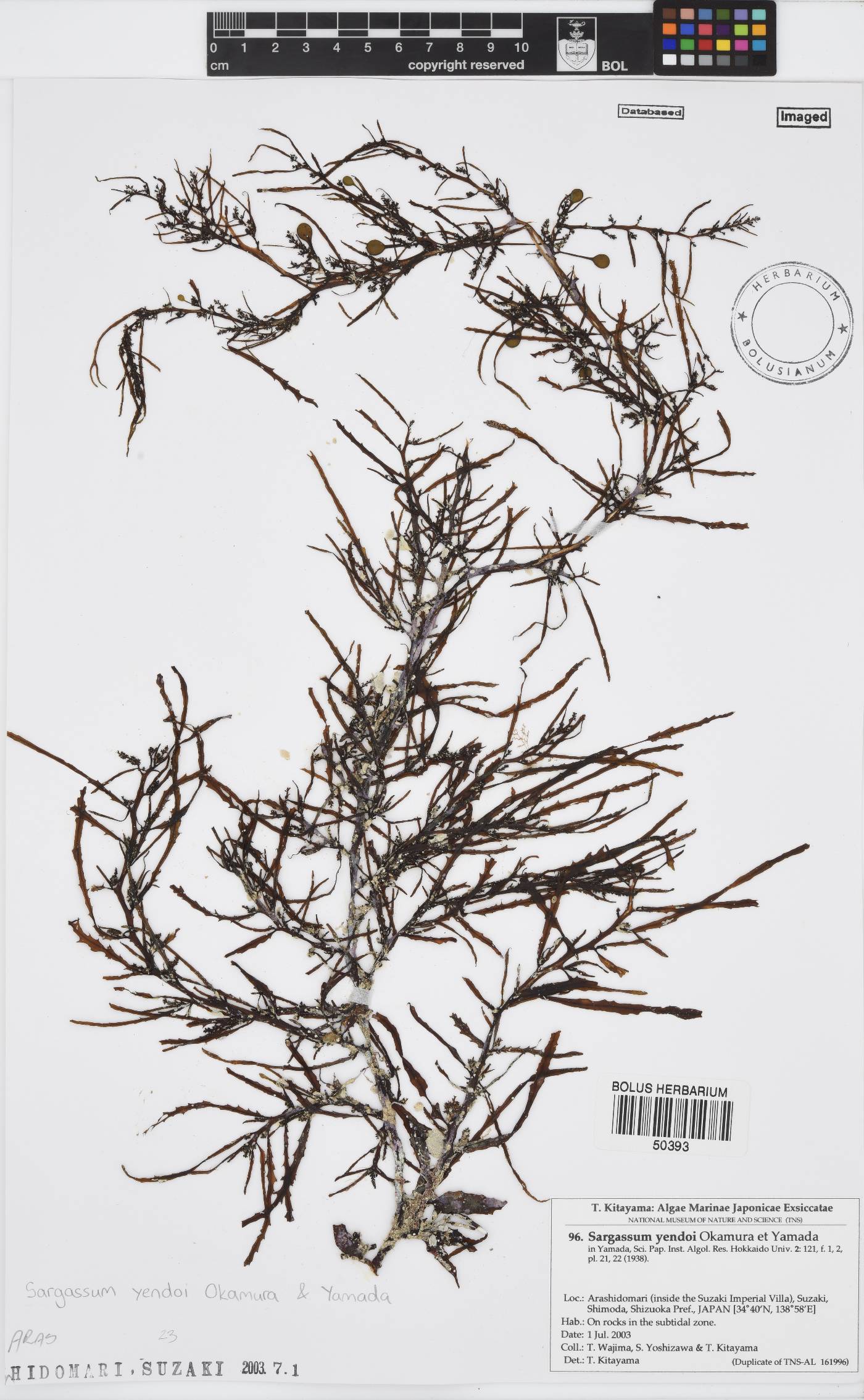 Sargassum yendoi image