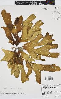 Image of Spatoglossum latum