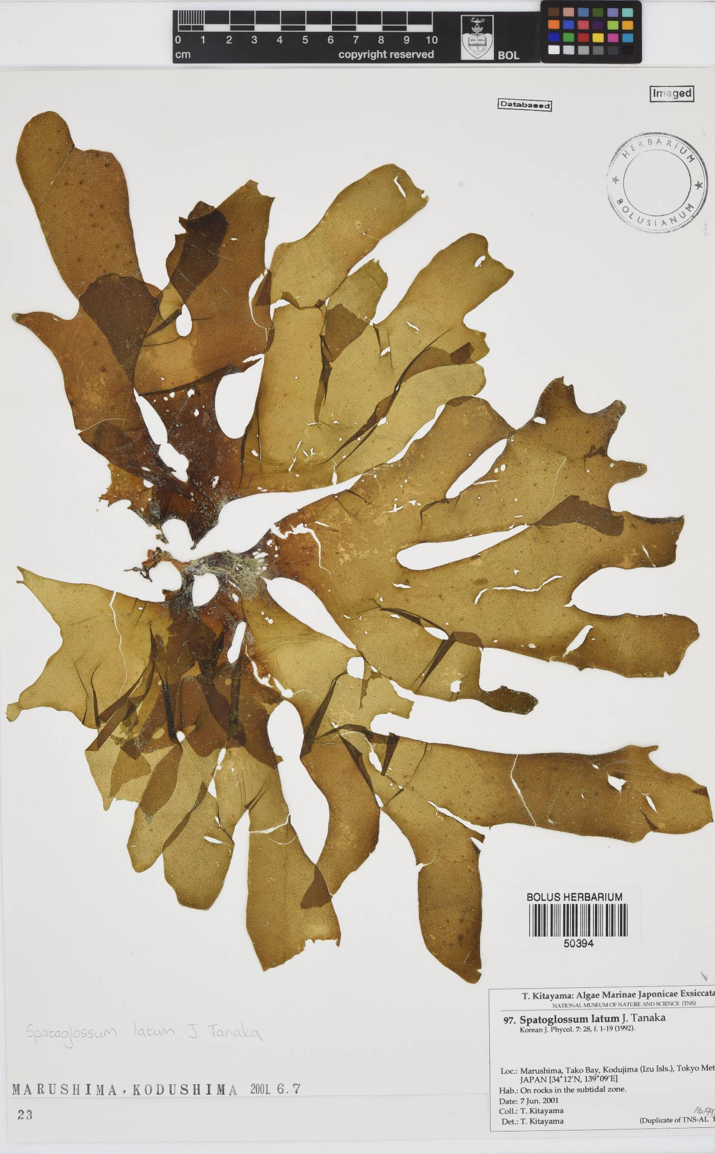 Spatoglossum image