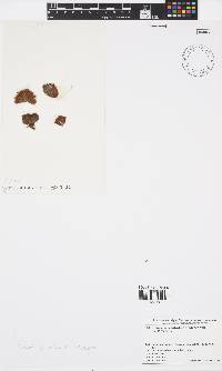 Image of Sphacelaria tribuloides
