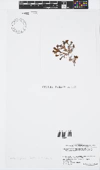 Image of Spatoglossum stipitatum