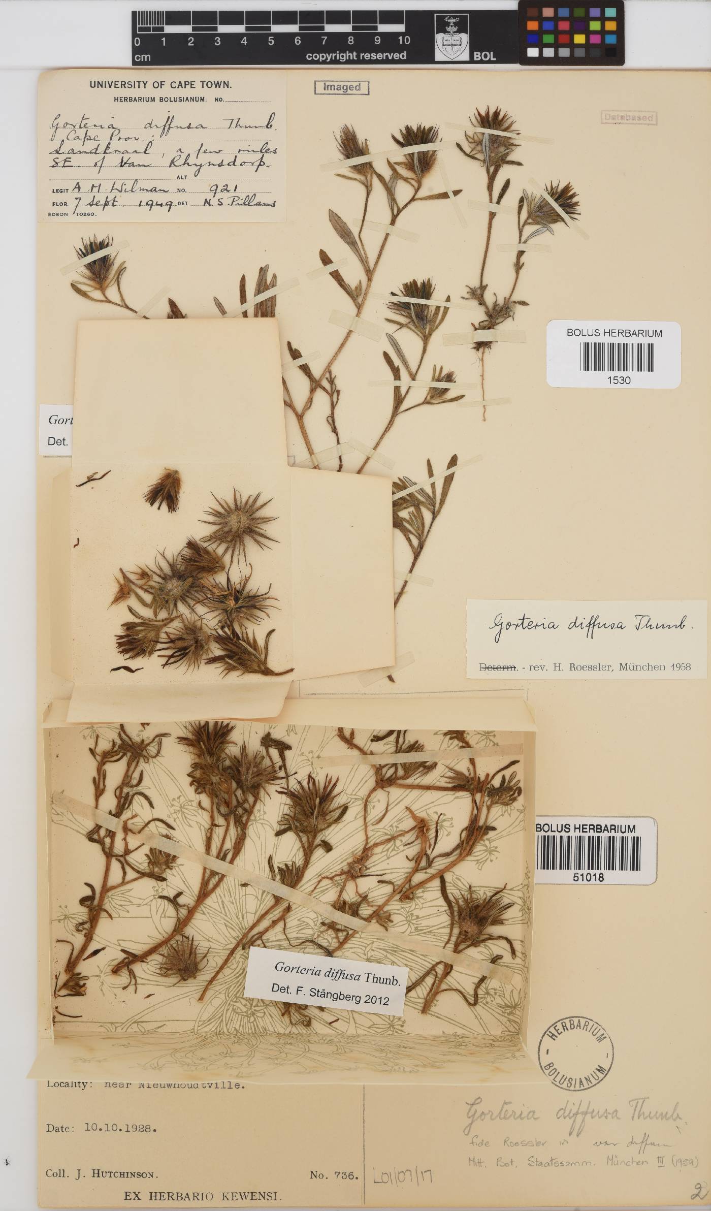 Gorteria diffusa image