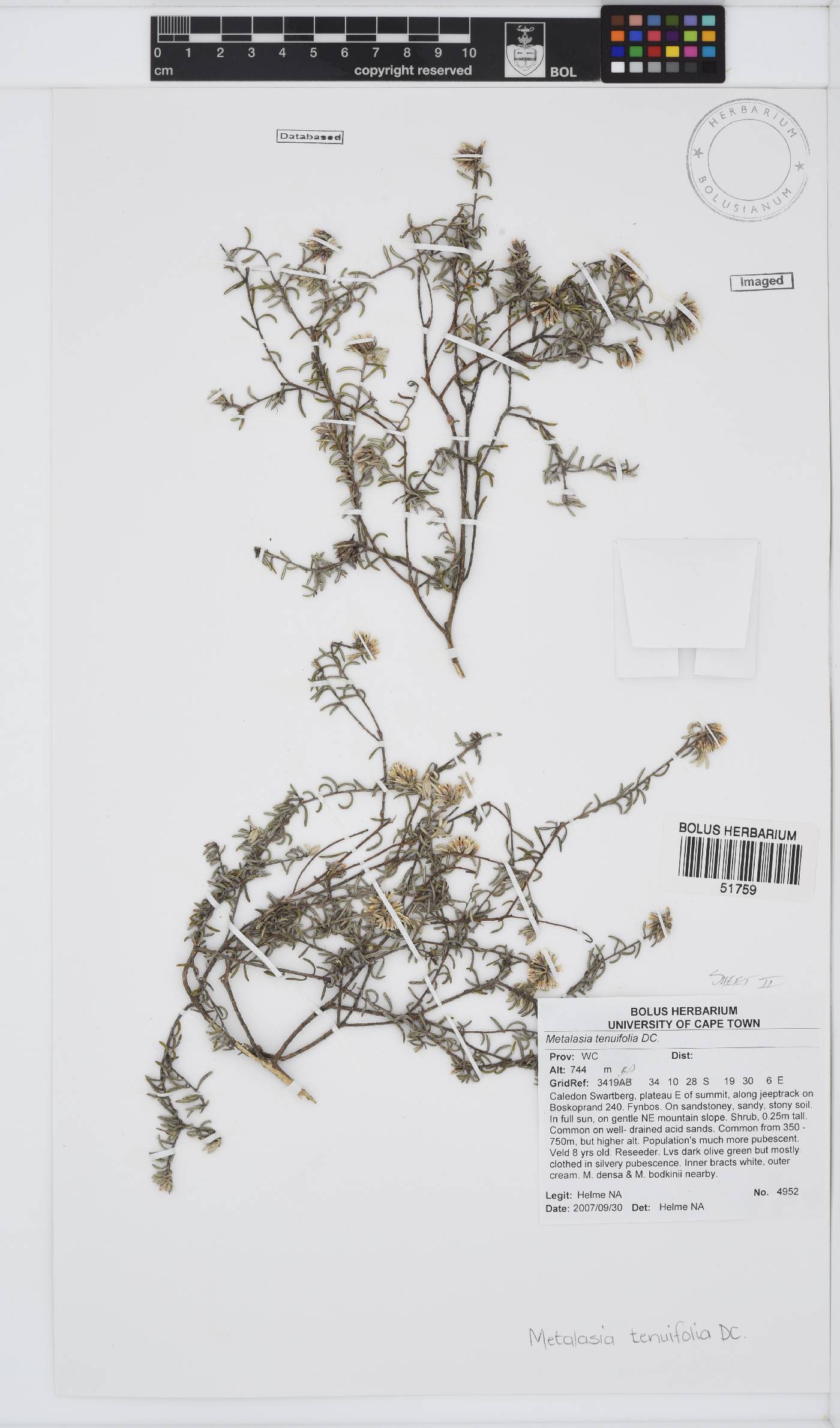 Metalasia tenuifolia image
