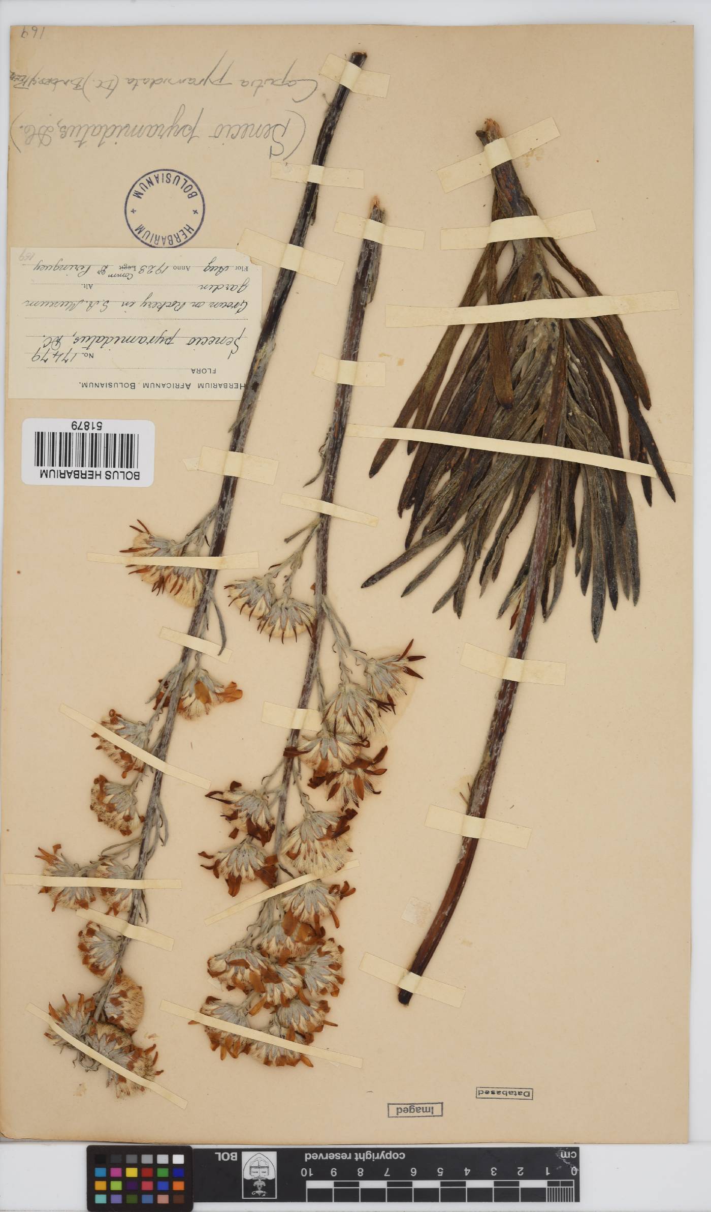 Caputia pyramidata image