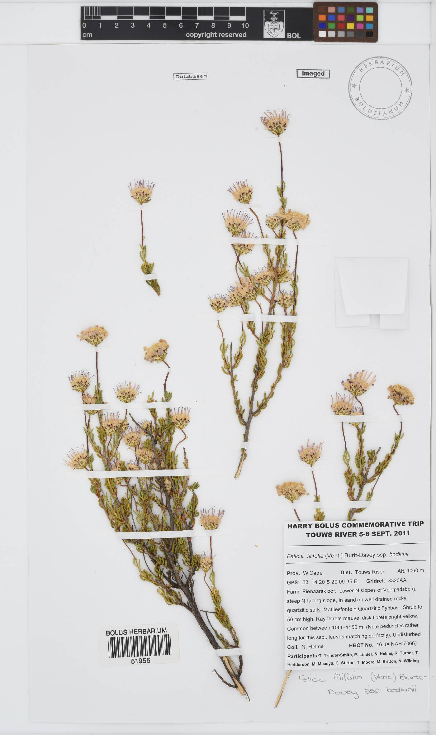 Felicia filifolia subsp. bodkinii image