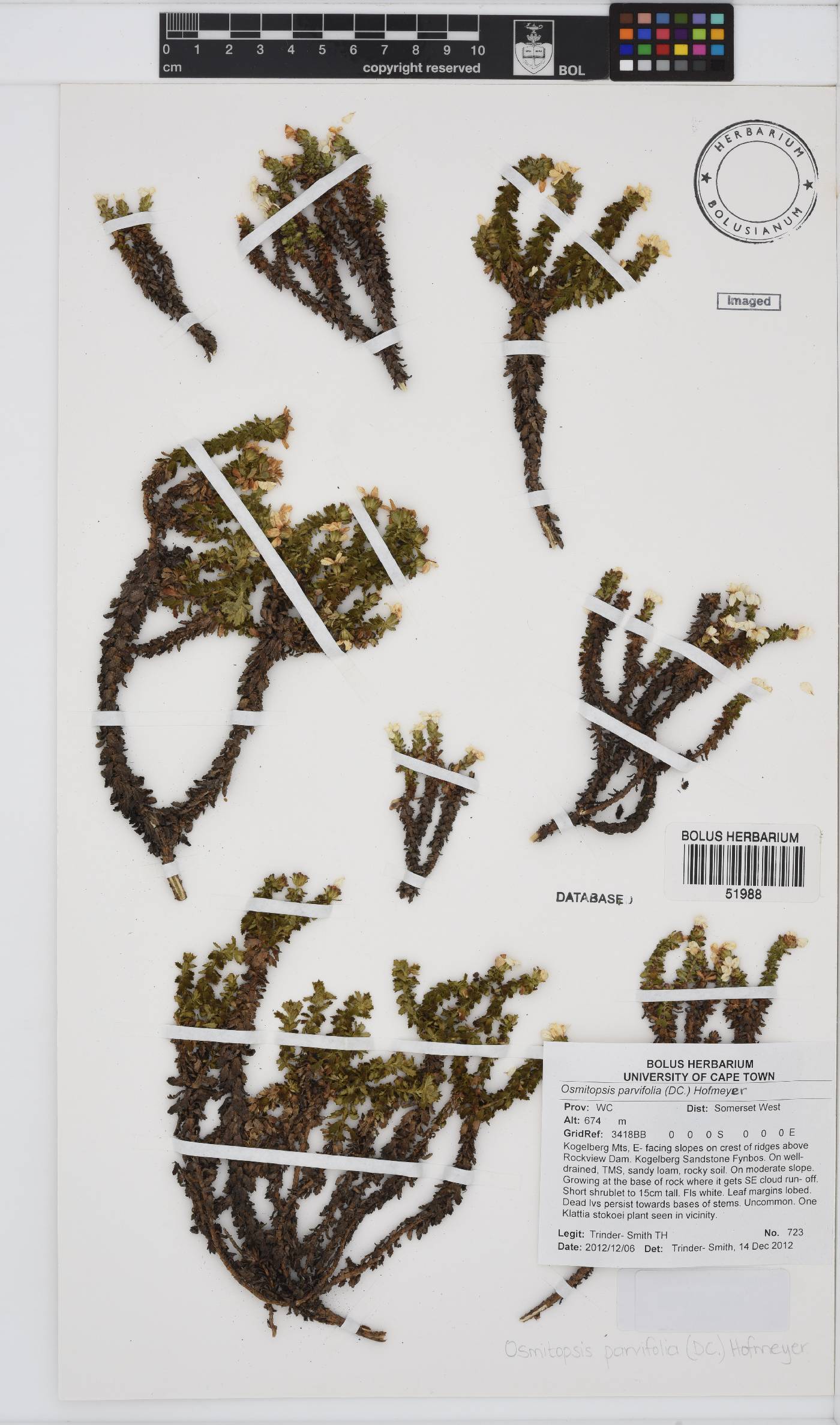 Osmitopsis parvifolia image