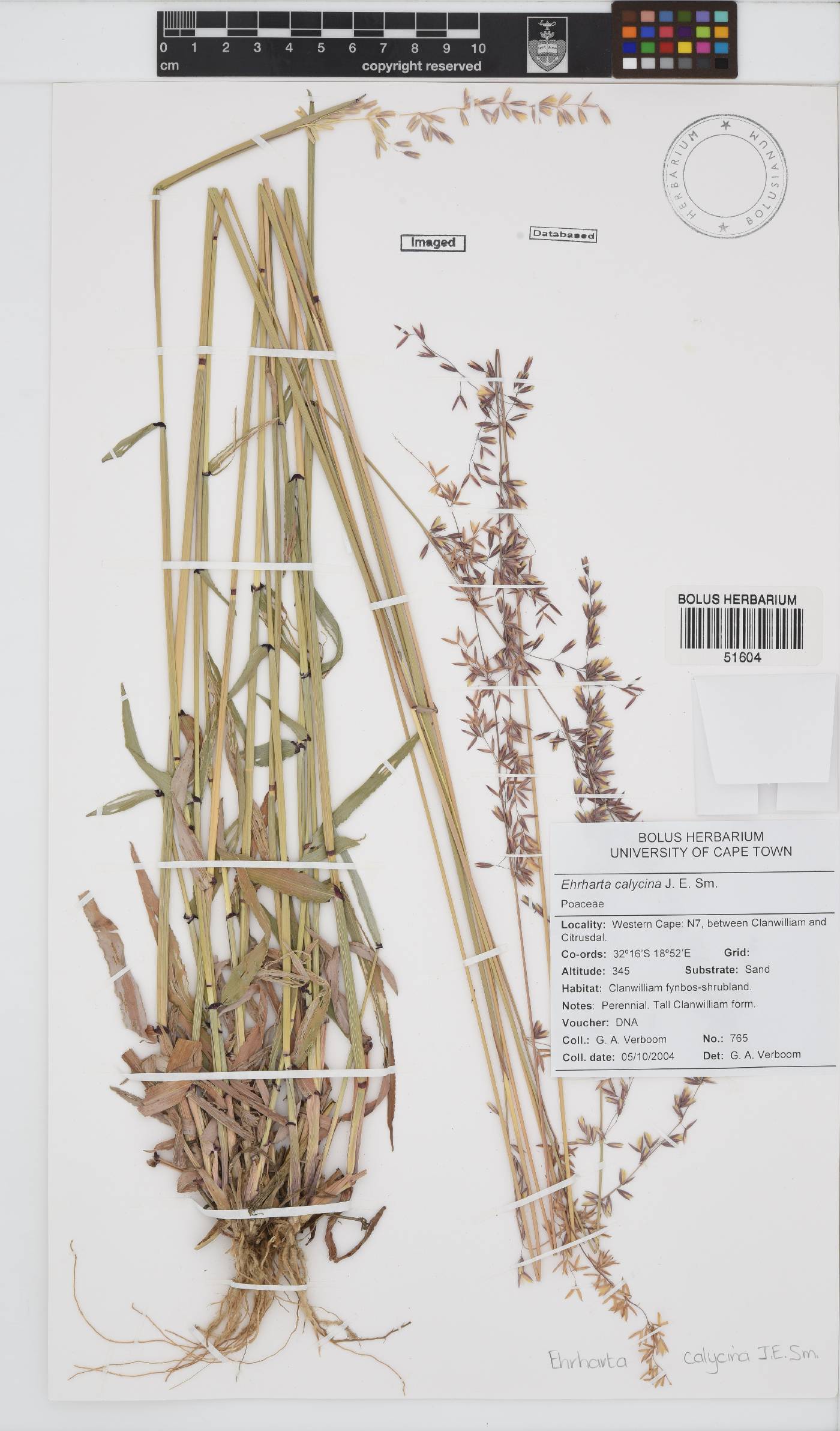 Ehrharta calycina image