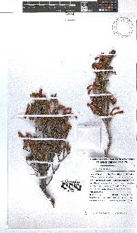 Erica discolor image