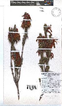 Erica plukenetii image